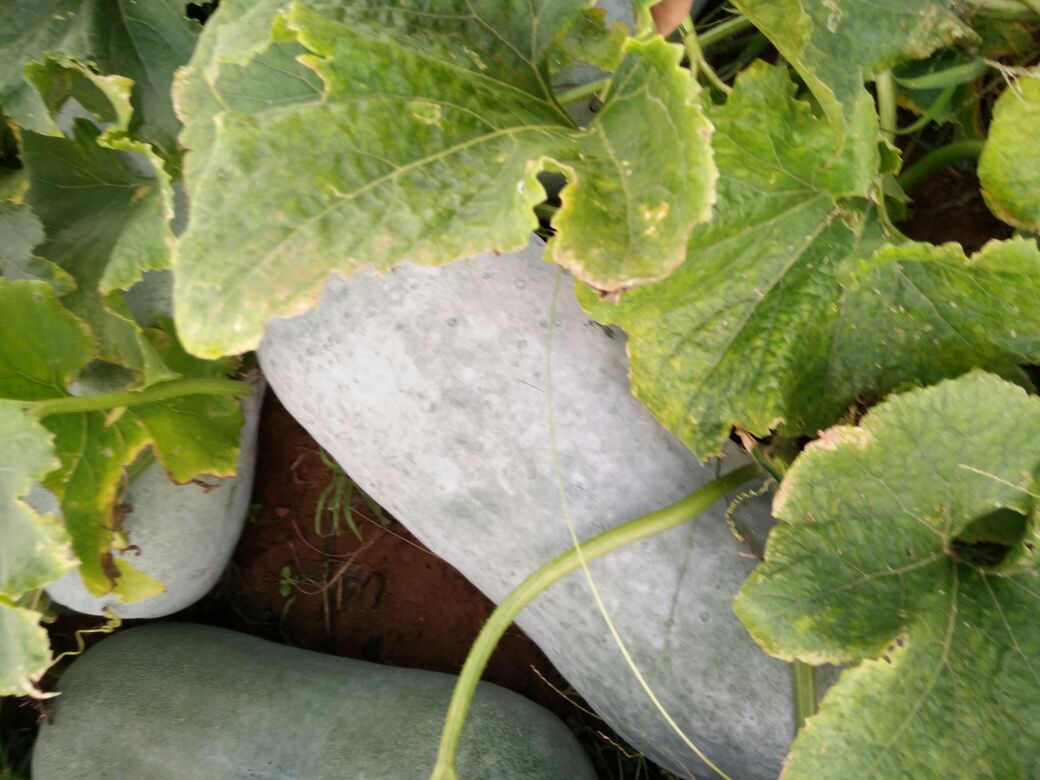 一个露天农贸市场的蔬菜摊位,整齐码放着十余条长度在50-70厘米之间的白皮冬瓜,表皮呈乳白色并带有自然蜡粉,摊主正在为顾客称重,背景可见其他夏季瓜菜如丝瓜、苦瓜等 农贸市场摊位上的白皮冬瓜陈列场景