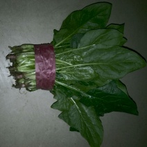 大叶菠菜25~30厘米