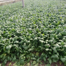 全能菠菜35~40厘米