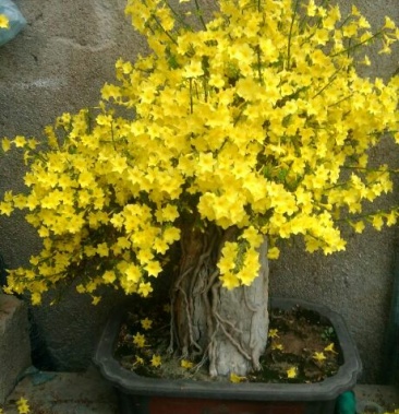 迎春花 1米以下小叶香春.