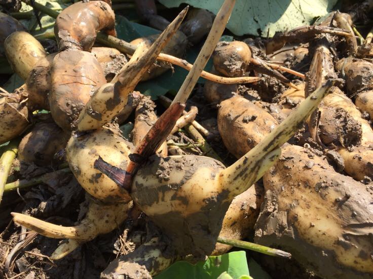 白莲藕与黄莲藕对比图