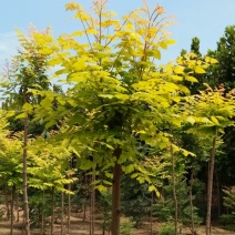 栾树6~8cm20cm以上2.5~3米