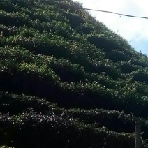 古树茶一级