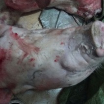 猪头肉散装
