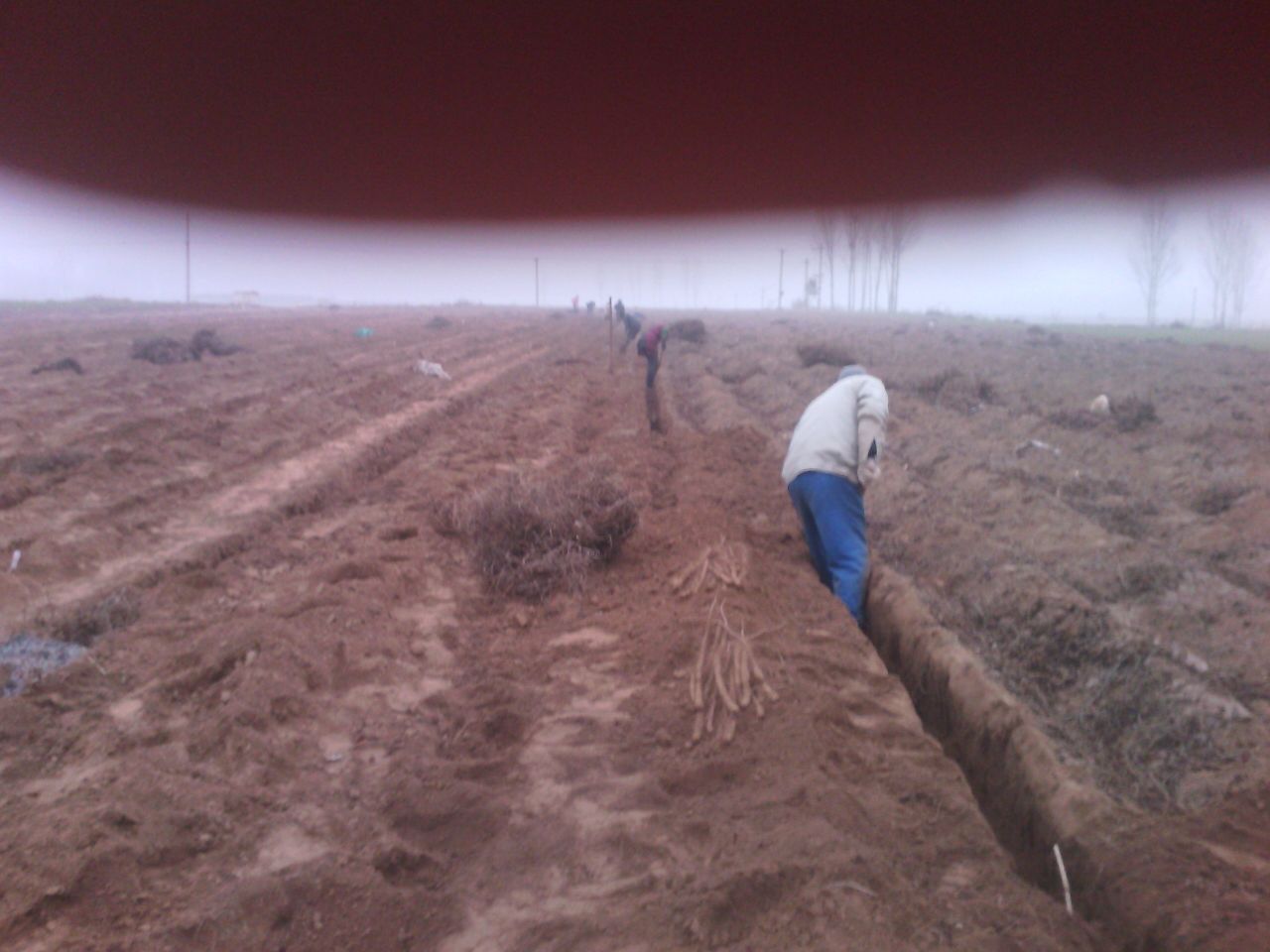 怀熟地黄种植基地航拍图