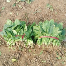 越冬菠菜10~15厘米