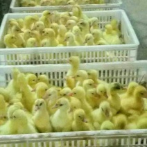 鹅苗250g以下
