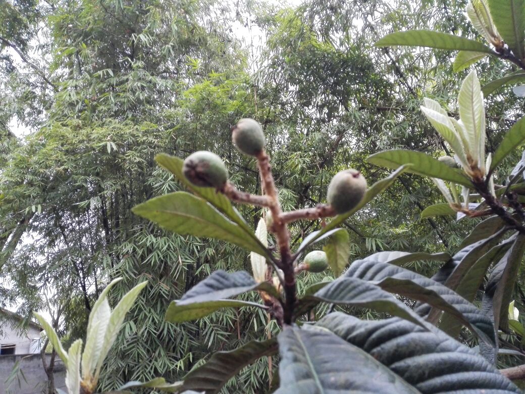 地枇杷植物特写