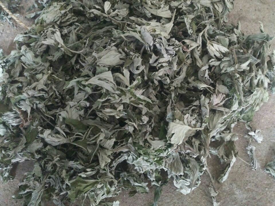 秦岭侧柏干叶成品包装展示