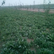 秋菠菜10~15厘米