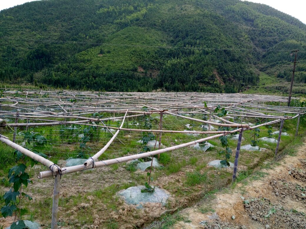 丝瓜采收与分级包装场景