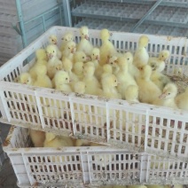 鹅苗250g以下