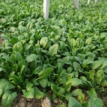 黑叶菠菜10~15厘米