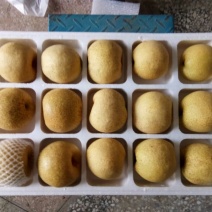 酥梨350~400g光果