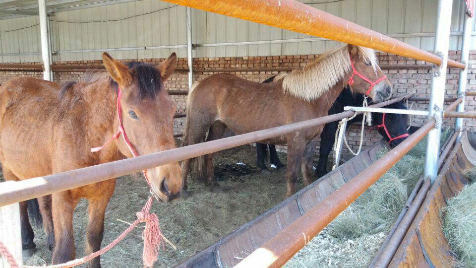 左侧为纯种设特兰矮马成年公马,毛色为黑褐色,体型紧凑,头部粗大,额宽,颈短厚,背短直,尻平,四肢粗短,管围明显;右侧为德保矮马成年公马,毛色为骝色,体型匀称紧凑,头部清秀,颈中等长度且呈优美的拱形,肩倾斜适中,背腰平直有力,尻略斜,四肢干燥结实,系部清晰,蹄质坚硬呈黑色 设特兰矮马与德保矮马活体对比图