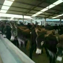 肉驴100~200斤种馿育肥馿全国包运货到付款