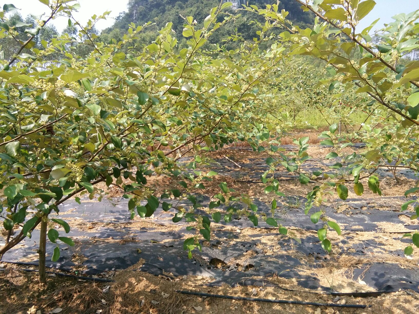 成片的青枣果园,青枣树整齐排列,果实挂满枝头 青枣果园