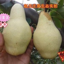 香蕉梨