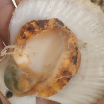 栉孔扇贝食用鲜活5~10只/kg