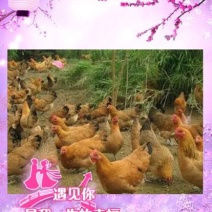 粉蛋