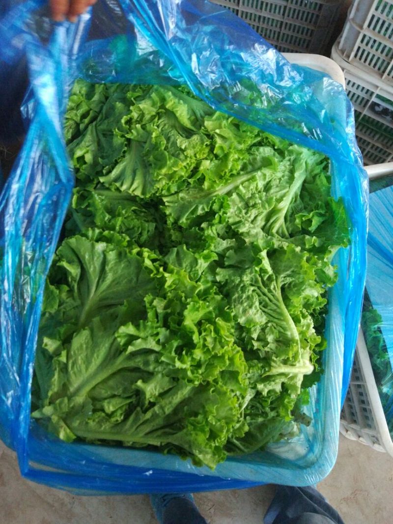 大叶生生菜青叶质量优质大棵颜色发绿品质发亮