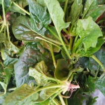 大叶菠菜10~15厘米
