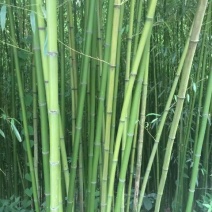 金竹7~8m