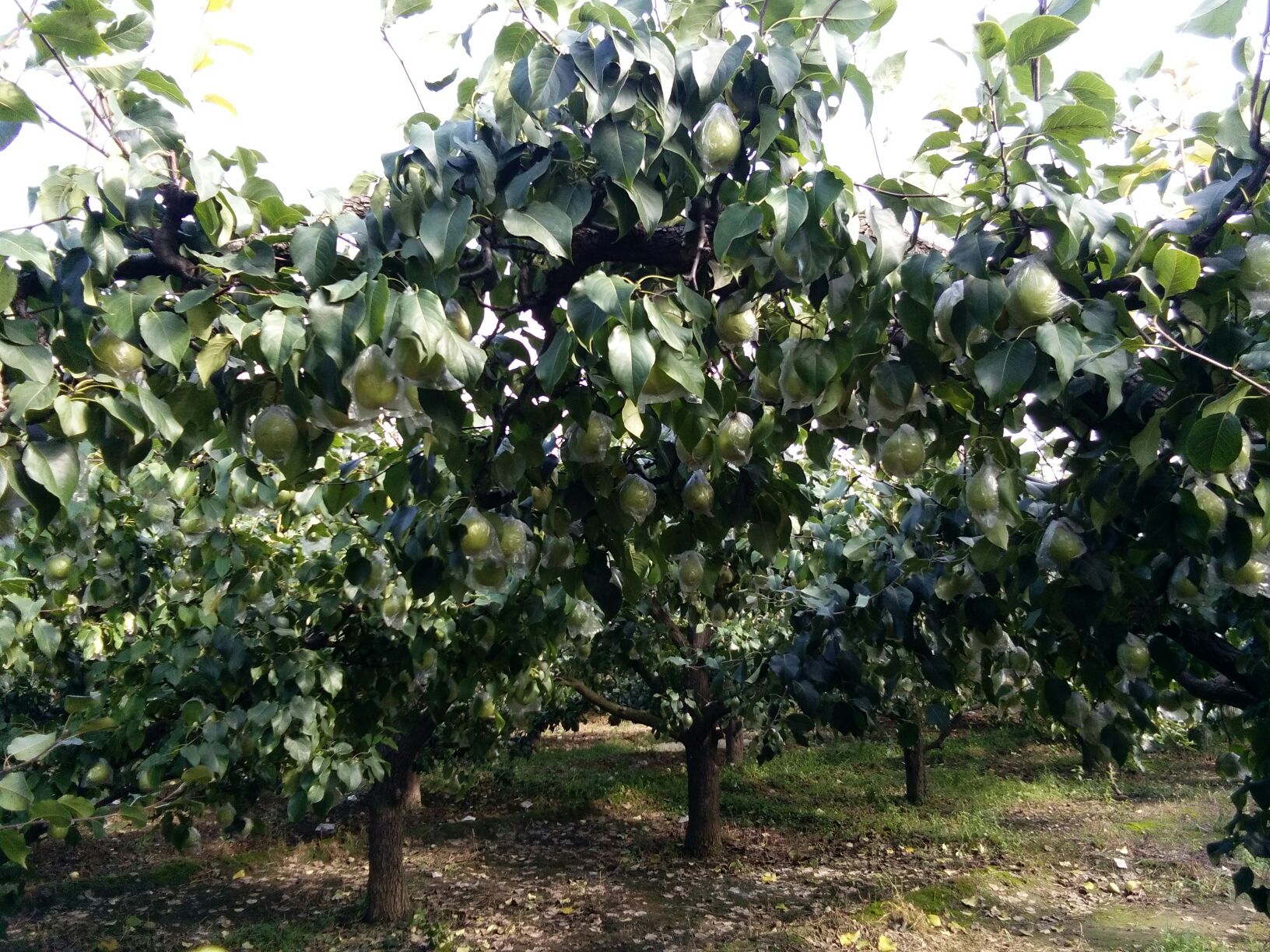 鸭梨果园实景图