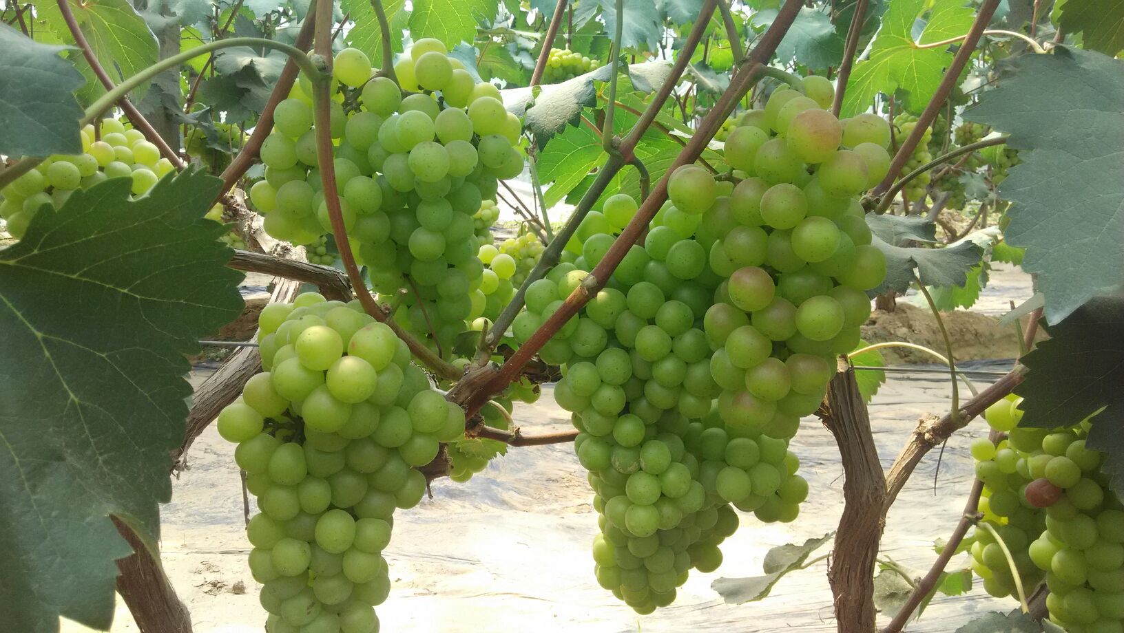 红提无籽葡萄果园实景图