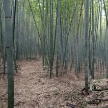 竹子7~8m