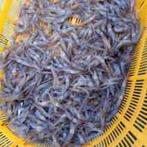 河虾活虾26~30只/kg