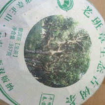 百年大树茶