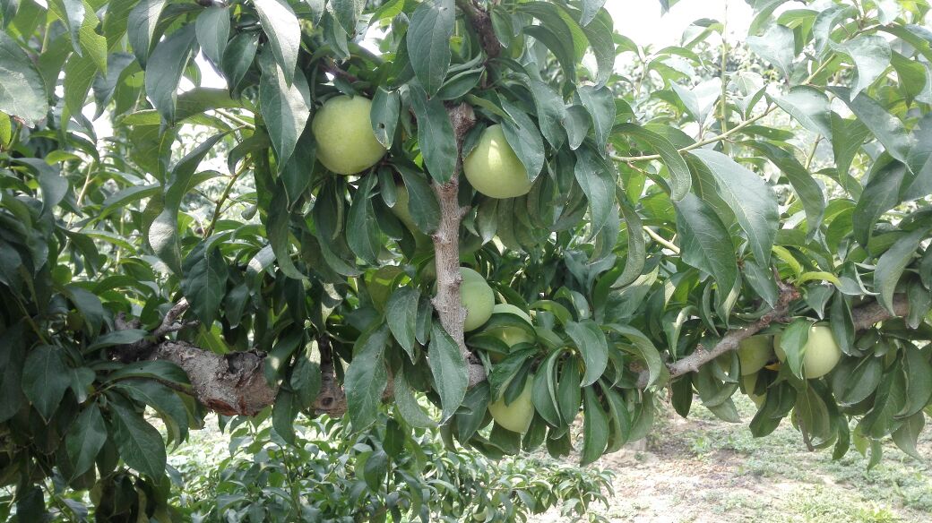 果园中挂满果实的黑宝石李子树,背景为蓝天与绿叶 黑宝石李子果园图