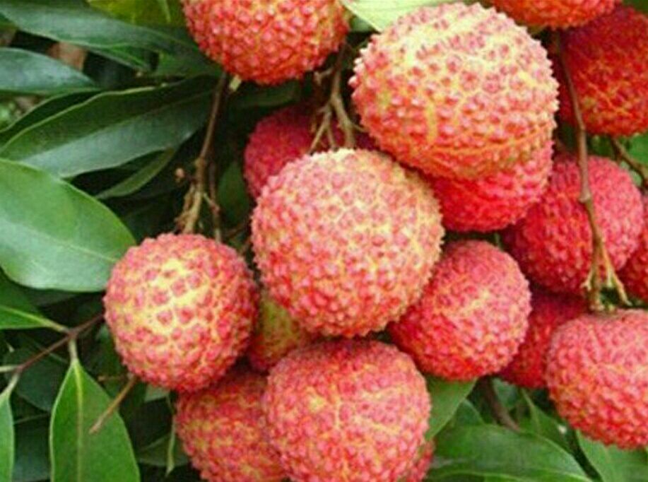 桂味荔枝与其他水果营养对比图