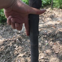 木瓜树