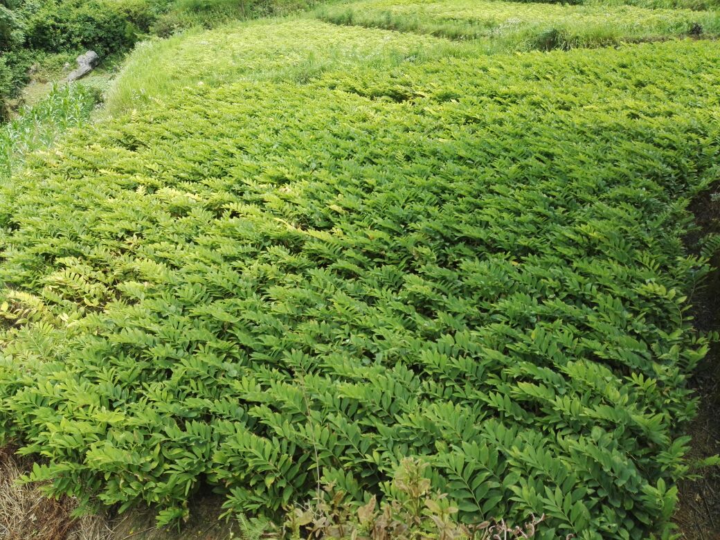 生态果园中的山竹树与周边植被