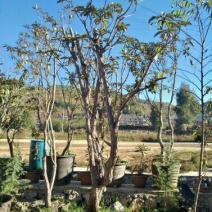映山红25~30cm