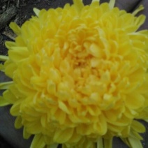 菊花茶特级