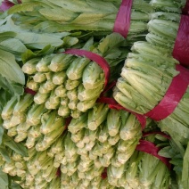 油麦菜精品油麦菜大量上市，产地直发，一手货源，