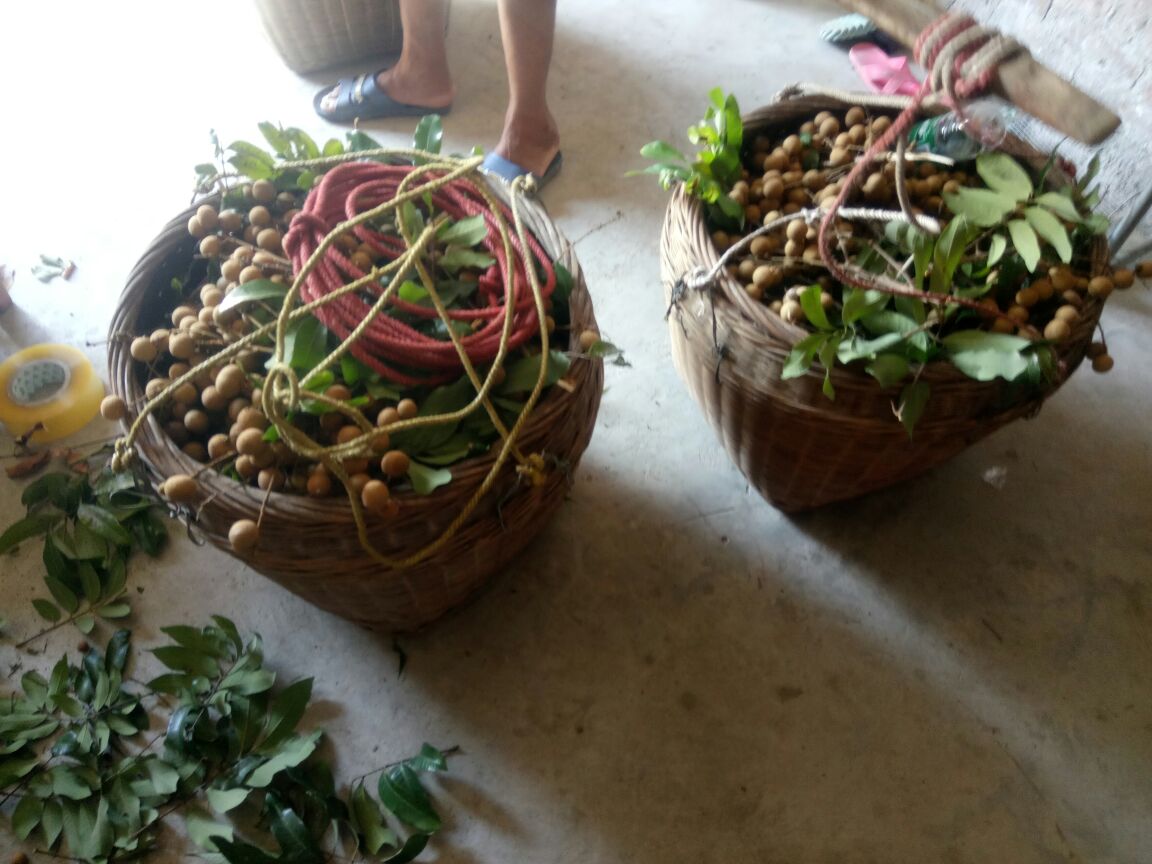 桂圆实物图