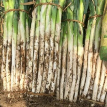 章丘大葱40cm以上毛葱3cm左右