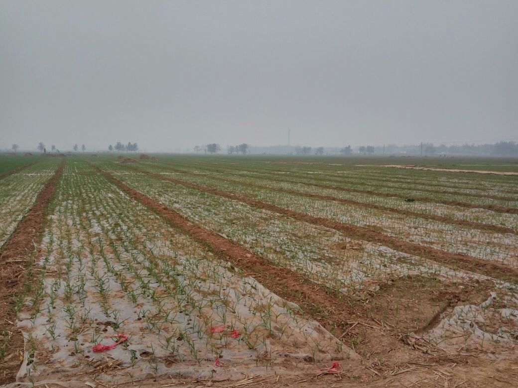 白皮蒜田间管理场景,展示农民在田间施肥、除草,地膜覆盖整齐的蒜田 白皮蒜田间管理