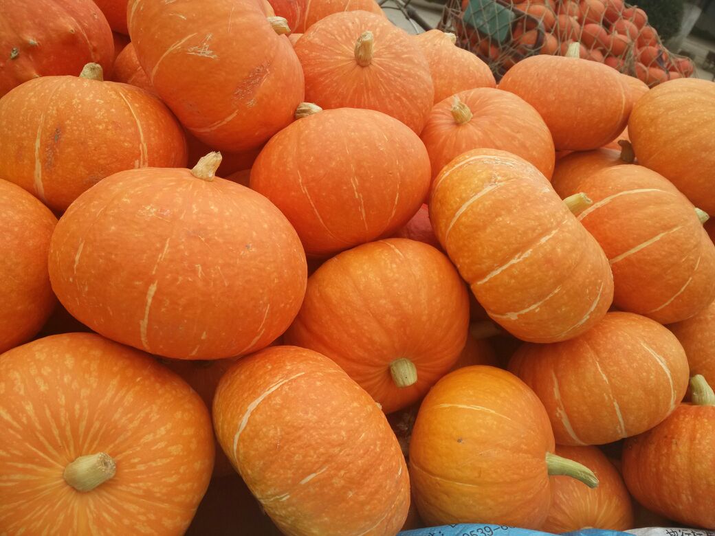 山东苍山县金瓜单个重:3斤以上