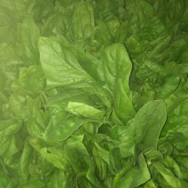 秋菠菜20~25厘米