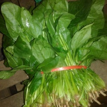 秋菠菜15~20厘米