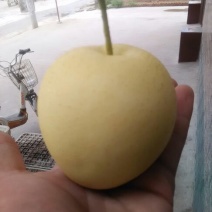 皇冠梨300~350g纸箱