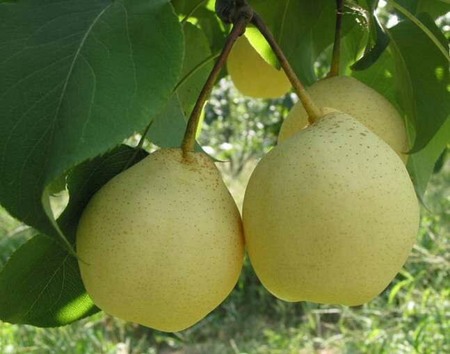 一片郁郁葱葱的水晶梨果园,树上挂满金黄色的水晶梨,阳光透过树叶洒在果实上,呈现出晶莹剔透的视觉效果,果园地面覆盖着有机草料,远处有果农正在采摘 水晶梨果园全景