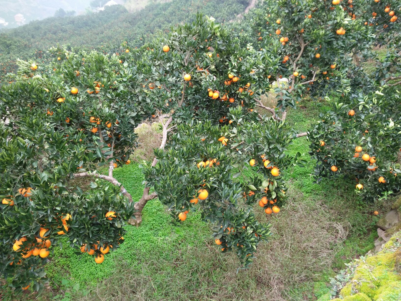 奉节脐橙果园航拍全景