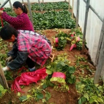 越冬菠菜