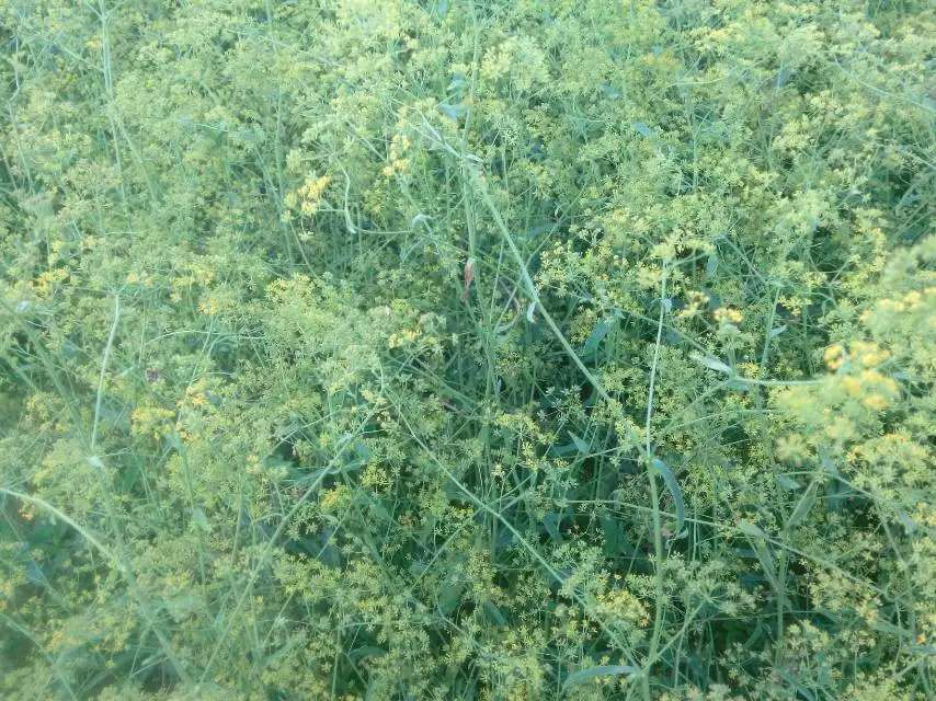 柴胡植物全貌图